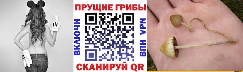 Псилоцибиновые грибы мицелий  Купить где  Козьмодемьянск 